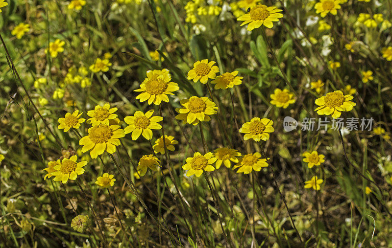 伯克的金矿，Lasthenia burkei, Santa Rosa Plain Vernal Pools;圣罗莎;加利福尼亚州索诺玛县